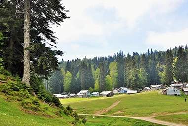 Düzce Yaylaları: Yeşilin ve Huzurun Adresi